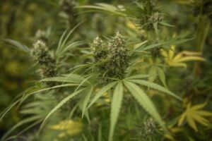 house votes to legalize marijuana