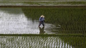 ricefield